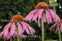 Echinacea ang. 30ml tmcmn