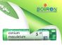 Conium maculatum 5ch gr