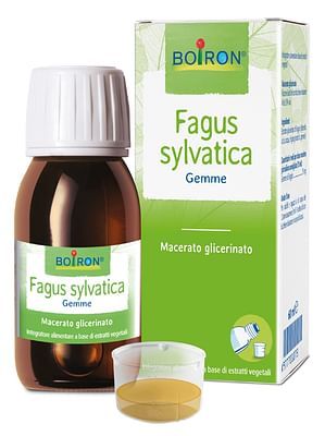 Fagus sylvatica 50ml mg