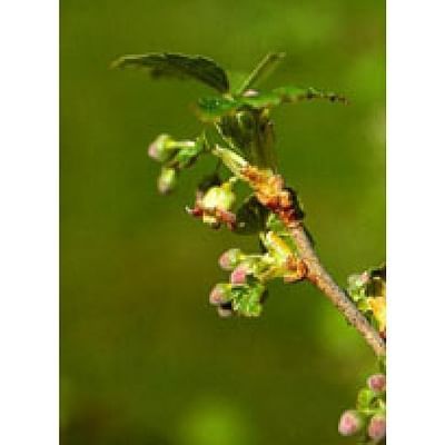 Ribes nigrum 50ml tm