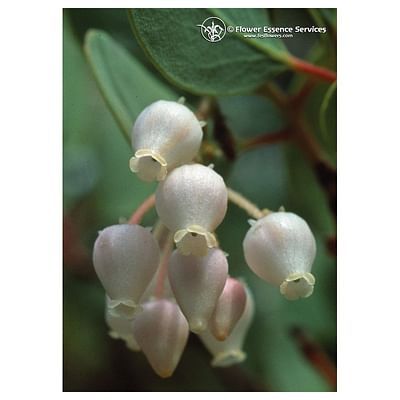 Manzanita ess 7,4ml calf