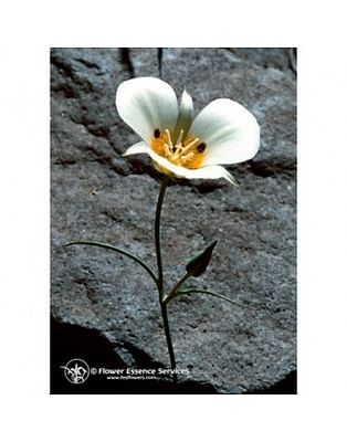 Mariposa lily ess 7,4ml calf