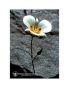 Mariposa lily ess 7,4ml calf