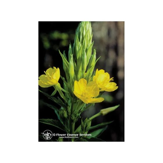 Evening primrose 7,4ml calf