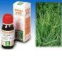 Triticum repens 30ml tm