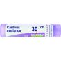 Carduus marianus 50ml tm