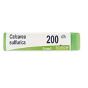 Boiron calcarea sulfurea 200ch