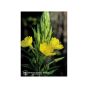 Evening primrose 7,4ml calf