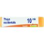 Thuya occident xmk gl